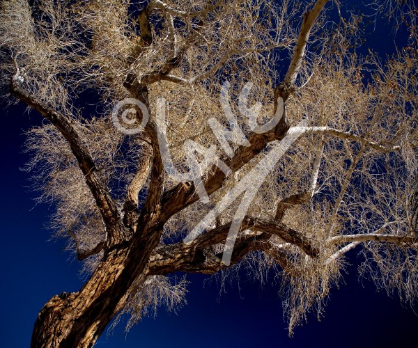 CALIFORNIA Cottonwood Tree